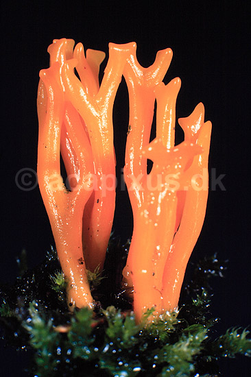 Koralsvamp. Koralsvamp ( Scan af KOL577 ) ; Ramaria spec., Clavariaceae; �rhus; ; ; Svampe; K�llesvampe, Koralsvampe, Svampe, Svamp