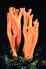 Koralsvamp. Koralsvamp ( Scan af KOL577 )  Ramaria spec., Clavariaceae �rhus   Svampe K�llesvampe, Koralsvampe, Svampe, Svamp