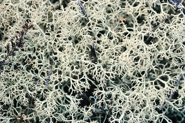 Rensdyrlav. Rensdyrlav ( Scan af KOL7171 ) ; Cladonia rangiferina, Lichenes; Store Mosse; Sverige; ; ; Laver, Lichener