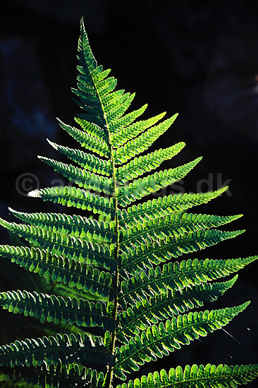 Almindelig Mangel�v. Almindelig Mangel�v ( Scan af KOL564 ) ; Dryopteris felix-mas, Dryopteridaceae; Konga; Sverige; ; Planter; Bregner, Filices