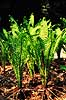 Bregne. Almindelig strudsvinge ( Scan af KOL7177 )  Matteuccia struthiopteris KVL's have / K�benhavn   Planter Bregner, Filices