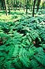 �rnebregne. Almindelig �rnebregne ( Scan af KOL6230 )  Pteridium aquilinum, Osmundaceae Nordskoven / J�gerspris Sj�lland  Planter Bregner, Filices, skovbund
