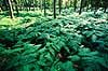 �rnebregne. Almindelig �rnebregne ( Scan af KOL6231 )  Pteridium aquilinum, Osmundaceae Nordskoven / J�gerspris Sj�lland  Planter Bregner, Filices, skovbund