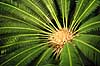 Koglepalme. Koglepalme fra Mexico ( Scan af KOL2380 )  Dioon edule, Cycadales Botanisk V�ksthus / K�benhavn   Planter N�genfr�ede, Gymnospermae, Koglepalmer, Cycadales