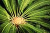 Koglepalme. Koglepalme fra Mexico ( Scan af KOL2379 )  Dioon edule, Cycadales Botanisk V�ksthus / K�benhavn   Planter N�genfr�ede, Gymnospermae, Koglepalmer, Cycadales