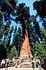 Giant Sequoia. Giant Sequoia, The General Sherman Tree. Verdens mest volumin�se levende organisme. Mammuttr� ( Scan af KOL328 )  Sequoiadendron giganteum, Pinales Sequoia NP / Californien USA Nordamerika Planter N�genfr�ede, Gymnospermae, N�letr�er, Pinales