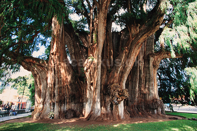 Sumpcypres. Sumpcypres Arbol del Tule 14 meter i diameter, verdens st�rste if�lge de lokale ( Scan af KOL6627 ) ; Taxodium mucronatum, Taxodiacea; El Tule / Oaxaca; Mexico; Nordamerika; Planter; N�genfr�ede, Gymnospermae, N�letr�er, Pinales