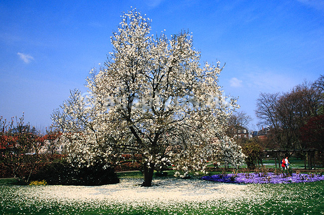 Pilebladet Magnolie. Pilebladet Magnolie ( Scan af KOL7230 ) ; Magnolia salicifolia; KVL's Have / K�benhavn; ; ; Planter; Magnolier