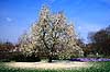 Pilebladet Magnolie. Pilebladet Magnolie ( Scan af KOL7230 )  Magnolia salicifolia KVL's Have / K�benhavn   Planter Magnolier