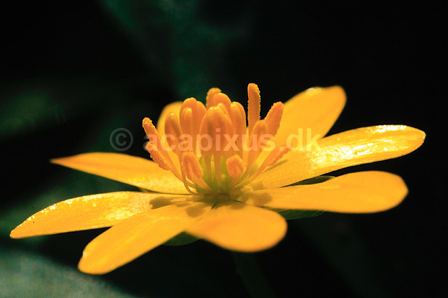 Almindelig vorterod. Almindelig vorterod ( Scan af KOL7240 ) ; Ranunculus ficaria bulbifera; KVL's Have / K�benhavn; ; ; Planter; Ranunkel-ordenen, Ranunculales
