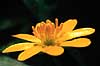 Almindelig vorterod. Almindelig vorterod ( Scan af KOL7240 )  Ranunculus ficaria bulbifera KVL's Have / K�benhavn   Planter Ranunkel-ordenen, Ranunculales