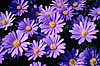 Balkan anemone. Balkan anemone, anemoner ( Scan af KOL7266 )  Anemone blanda KVL's Have / K�benhavn   Planter Ranunkel-ordenen, Ranunculales
