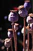 Opiumvalmue. Opiumvalmue, Opiumsvalmue, Opiumvalmuer, Opiumsvalmuer ( Scan af KOL4746 )  Papaver somniferum, Papaveraceae Landboh�jskolens Have / Frederiksberg   Planter Valmue, valmuer, opium, rusmidler, rusmiddel