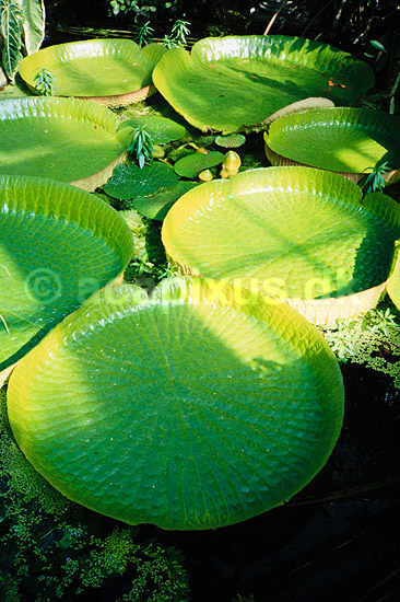 K�mpe �kande. Victoria �kande ( Scan af KOL1618 ) ; Victoria cruziana, Nymphaeaceae; Botanisk Have / K�benhavn; ; ; Planter; �kande-ordenen, �kander, �kande, Nymphaeales