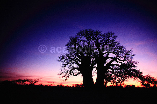 Baobab. Baobab, i solnedgang. Dette tr�, Chapmans Baobab, anses for at v�re Afrikas st�rste Baobab tr�. ( Scan af KOL3495 ) ; Adansonia digitata, Bombacaceae; Makgadikgadi Pans; Botswana; Afrika; Planter; Balsa-familien, Bombacaceae, Abebr�d, Katost-ordenen, Malvales
