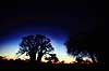 Baobab. Baobab, i solnedgang. Dette tr�, Chapmans Baobab, anses for at v�re Afrikas st�rste Baobab tr�. ( Scan af KOL3492 )  Adansonia digitata, Bombacaceae Makgadikgadi Pans Botswana Afrika Planter Balsa-familien, Bombacaceae, Abebr�d, Katost-ordenen, Malvales