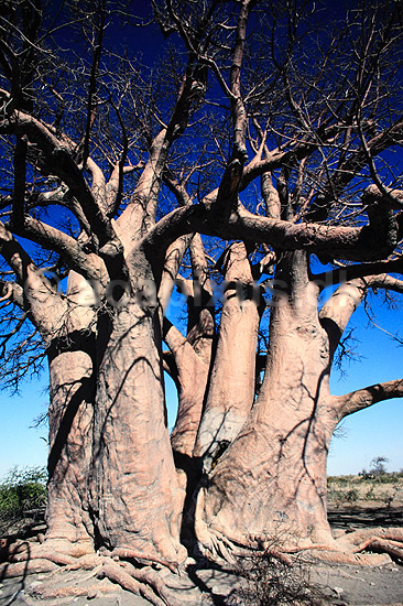Baobab. Baobab, i solnedgang. Dette tr�, Chapmans Baobab, anses for at v�re Afrikas st�rste Baobab tr�. ( Scan af KOL3501 ) ; Adansonia digitata, Bombacaceae; Makgadikgadi Pans; Botswana; Afrika; Planter; Balsa-familien, Bombacaceae, Abebr�d, Katost-ordenen, Malvales