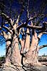 Baobab. Baobab, i solnedgang. Dette tr�, Chapmans Baobab, anses for at v�re Afrikas st�rste Baobab tr�. ( Scan af KOL3501 )  Adansonia digitata, Bombacaceae Makgadikgadi Pans Botswana Afrika Planter Balsa-familien, Bombacaceae, Abebr�d, Katost-ordenen, Malvales