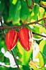 Kakao. Kakao med frugter ( Scan af KOL7191 )  Theobroma cacao Botanisk Have / K�benhavn   Planter Katost-ordenen, Malvales, Sterculiaceae