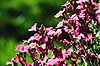 Bl�pude. Bl�pude ( Scan af KOL568 )  Aubrietia spec., Brassicaceae �rhus   Planter Korsblomst-familien, Crusiferae, Brassicaceae