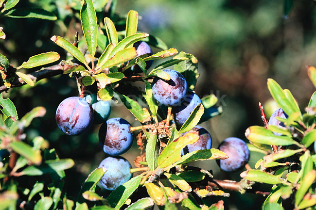 Sl�en. Sl�en ( Scan af KOL7314 ) ; Prunus spinosa; ; ; ; Planter; Rosen-ordenen, Rosales, Stenfrugt-familien, Amygdalaceae