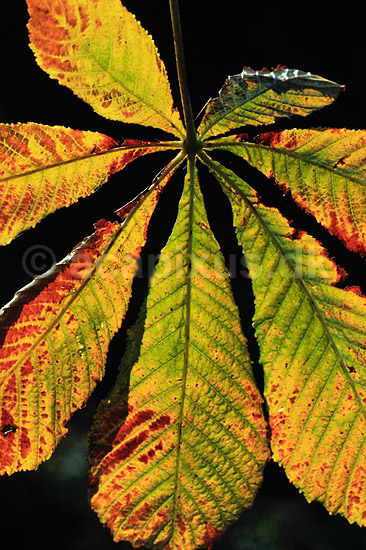 Kastanie, efter�rs blad. Kastanie, efter�rs blad ( Scan af KOL290 ) ; Castanae spec., Fagaceae; �bybro; ; ; Planter; B�ge-ordenen, Fagales, B�ge-familien, Fagaceae, Cupuliferae