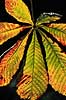 Kastanie, efter�rs blad. Kastanie, efter�rs blad ( Scan af KOL290 )  Castanae spec., Fagaceae �bybro   Planter B�ge-ordenen, Fagales, B�ge-familien, Fagaceae, Cupuliferae