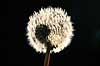 Fandens m�lkeb�tte. Fandens m�lkeb�tte, fr�stand i modlys ( Scan af KOL7227 )  Taraxacum spec.    Planter R�rhannede, Asteranae, Kurveblomst-familien, Asteraceae, Compositae