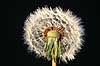 M�lkeb�tte. Alm. m�lkeb�tte, fr�-kurv af ( Scan af KOL4483 )  Taraxacum officinale, Asteraceae    Planter R�rhannede, Asteranae, Kurveblomst-familien, Asteraceae, Compositae