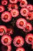K�mpe Evighedsblomst. K�mpe Evighedsblomst ( Scan af KOL4735 )  Heliochrysum bracteatum, Asteraceae Landboh�jskolens Have / Frederiksberg   Planter R�rhannede, Asteranae, Kurveblomst-familien, Asteraceae, Compositae