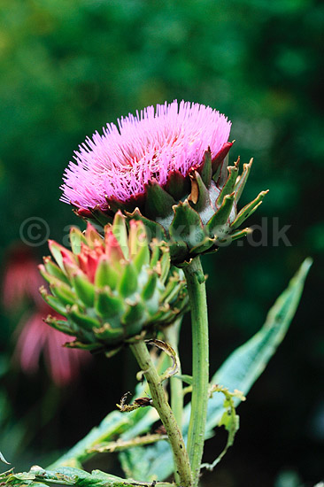 Artiskok i blomst. Artiskok i blomst ( Scan af KOL7308 ) ; Cynara scolymus; KVL's Have / K�benhavn; ; ; Planter; R�rhannede, Asteranae, Kurveblomst-familien, Asteraceae, Compositae