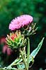 Artiskok i blomst. Artiskok i blomst ( Scan af KOL7308 )  Cynara scolymus KVL's Have / K�benhavn   Planter R�rhannede, Asteranae, Kurveblomst-familien, Asteraceae, Compositae