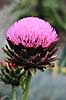 Artiskok i blomst. Artiskok i blomst ( Scan af KOL7304 )  Cynara scolymus KVL's Have / K�benhavn   Planter R�rhannede, Asteranae, Kurveblomst-familien, Asteraceae, Compositae