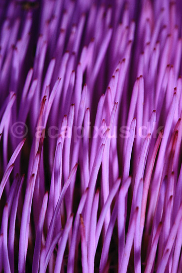 Artiskok. Artiskok - closeup af blomst ( Scan af KOL7306 ) ; Cynara scolymus; KVL's Have / K�benhavn; ; ; Planter; R�rhannede, Asteranae, Kurveblomst-familien, Asteraceae, Compositae