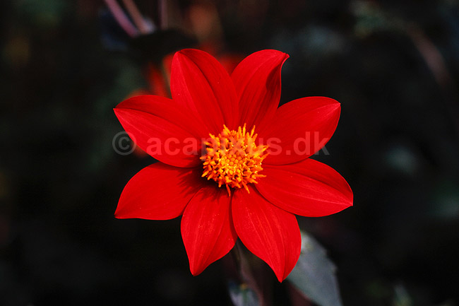 Dahlia hybrid. Dahlia hybrid ( Scan af KOL4740 ) ; Dahlia (hybrid), Asteraceae; Landboh�jskolens Have / Frederiksberg; ; ; Planter; R�rhannede, Asteranae, Kurveblomst-familien, Asteraceae, Compositae