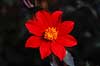 Dahlia hybrid. Dahlia hybrid ( Scan af KOL4740 )  Dahlia (hybrid), Asteraceae Landboh�jskolens Have / Frederiksberg   Planter R�rhannede, Asteranae, Kurveblomst-familien, Asteraceae, Compositae