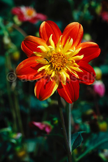 Dahlia hybrid. Dahlia hybrid ( Scan af KOL4742 ) ; Dahlia (hybrid), Asteraceae; Landboh�jskolens Have / Frederiksberg; ; ; Planter; R�rhannede, Asteranae, Kurveblomst-familien, Asteraceae, Compositae