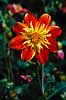Dahlia hybrid. Dahlia hybrid ( Scan af KOL4742 )  Dahlia (hybrid), Asteraceae Landboh�jskolens Have / Frederiksberg   Planter R�rhannede, Asteranae, Kurveblomst-familien, Asteraceae, Compositae
