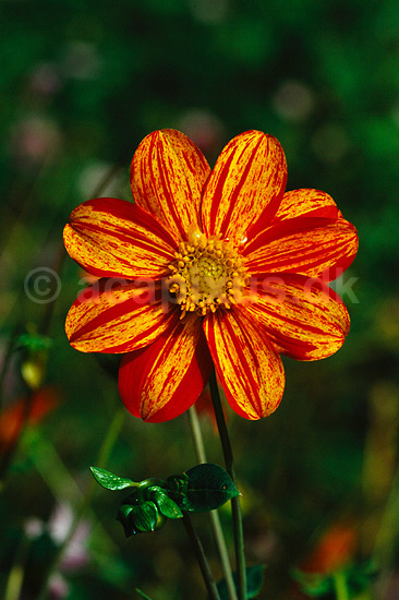 Dahlia hybrid. Dahlia hybrid ( Scan af KOL4743 ) ; Dahlia (hybrid), Asteraceae; Landboh�jskolens Have / Frederiksberg; ; ; Planter; R�rhannede, Asteranae, Kurveblomst-familien, Asteraceae, Compositae