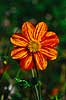 Dahlia hybrid. Dahlia hybrid ( Scan af KOL4743 )  Dahlia (hybrid), Asteraceae Landboh�jskolens Have / Frederiksberg   Planter R�rhannede, Asteranae, Kurveblomst-familien, Asteraceae, Compositae