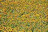 Solsikkemark. Solsikkemark, Solsikke, Solsikker ( Scan af KOL7818 )  Helianthus annuus Toscana Italien  Planter R�rhannede, Asteranae, Kurveblomst-familien, Asteraceae, Compositae