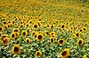 Solsikkemark. Solsikkemark, Solsikke, Solsikker ( Scan af KOL7822 )  Helianthus annuus Toscana Italien  Planter R�rhannede, Asteranae, Kurveblomst-familien, Asteraceae, Compositae