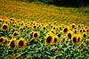 Solsikkemark. Solsikkemark, Solsikke, Solsikker ( Scan af KOL7824 )  Helianthus annuus Toscana Italien  Planter R�rhannede, Asteranae, Kurveblomst-familien, Asteraceae, Compositae