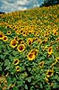 Solsikkemark. Solsikkemark, Solsikke, Solsikker ( Scan af KOL7825 )  Helianthus annuus Toscana Italien  Planter R�rhannede, Asteranae, Kurveblomst-familien, Asteraceae, Compositae