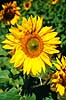 Solsikke. Solsikker ( Scan af KOL7830 )  Helianthus annuus Toscana Italien  Planter R�rhannede, Asteranae, Kurveblomst-familien, Asteraceae, Compositae