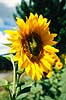 Solsikke. Solsikker ( Scan af KOL7829 )  Helianthus annuus Toscana Italien  Planter R�rhannede, Asteranae, Kurveblomst-familien, Asteraceae, Compositae