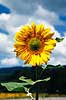 Solsikke. Solsikker ( Scan af KOL7827 )  Helianthus annuus Toscana Italien  Planter R�rhannede, Asteranae, Kurveblomst-familien, Asteraceae, Compositae