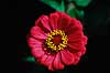 Fr�kenhat. Fr�kenhat ( Scan af KOL4714 )  Zinnia elegans, Asteraceae Landboh�jskolens Have / Frederiksberg   Planter R�rhannede, Asteranae, Kurveblomst-familien, Asteraceae, Compositae