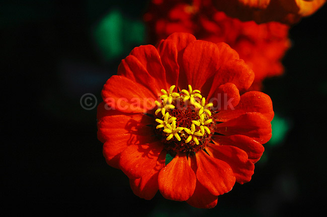 Fr�kenhat. Fr�kenhat ( Scan af KOL4713 ) ; Zinnia elegans, Asteraceae; Landboh�jskolens Have / Frederiksberg; ; ; Planter; R�rhannede, Asteranae, Kurveblomst-familien, Asteraceae, Compositae