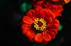 Fr�kenhat. Fr�kenhat ( Scan af KOL4713 )  Zinnia elegans, Asteraceae Landboh�jskolens Have / Frederiksberg   Planter R�rhannede, Asteranae, Kurveblomst-familien, Asteraceae, Compositae